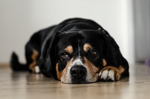 How to choose the right bed for your dog?